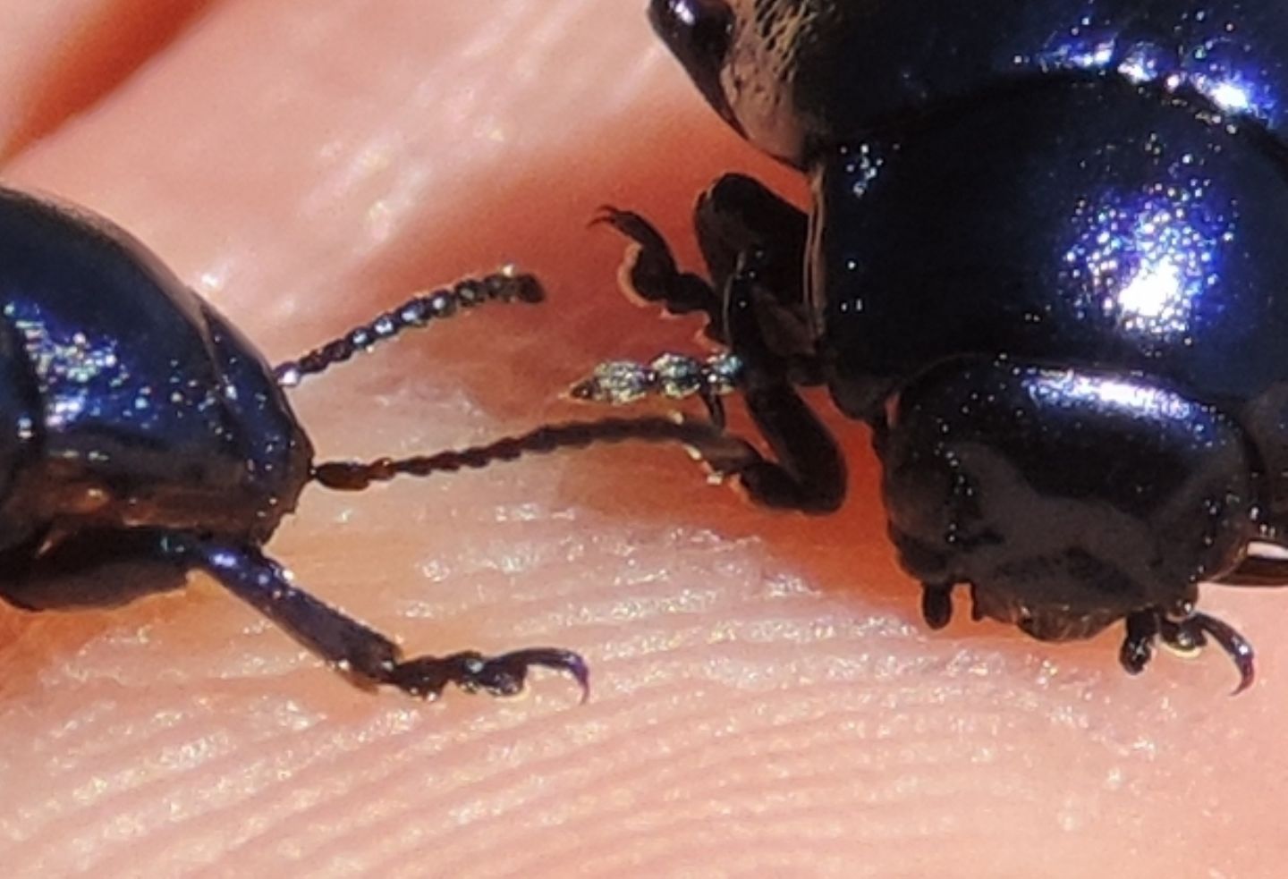 Chrysomelidae: Oreina (cfr. Chrysochloa) sp.