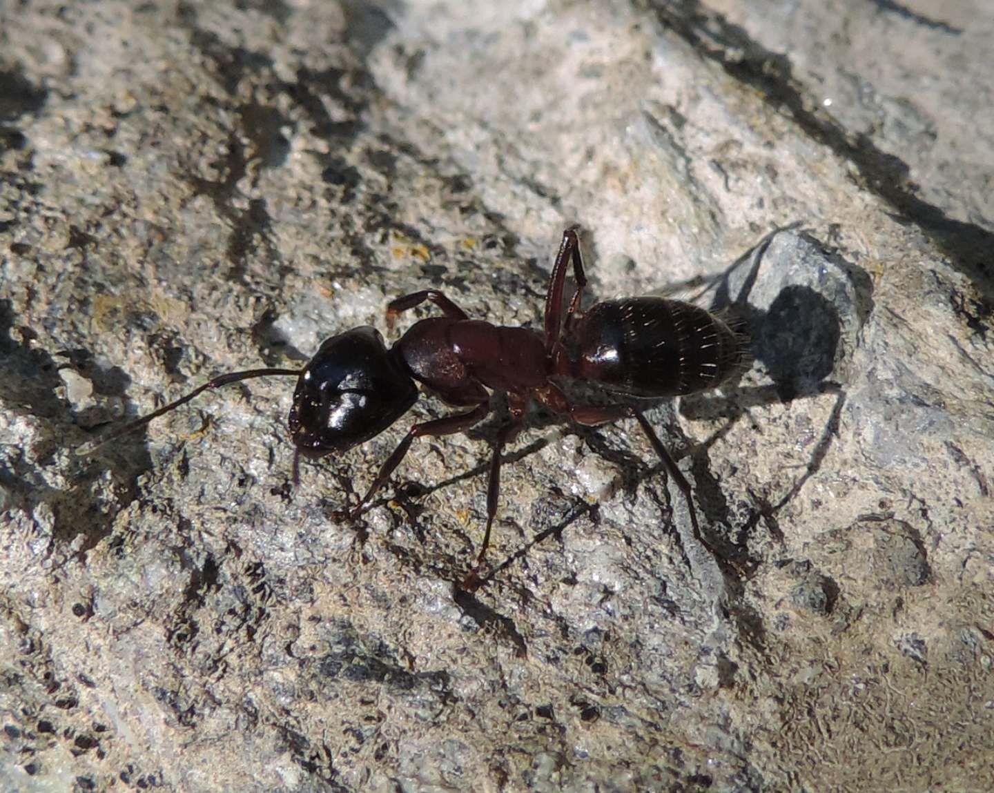 Camponotus sp.  (ligniperda o herculeanus)
