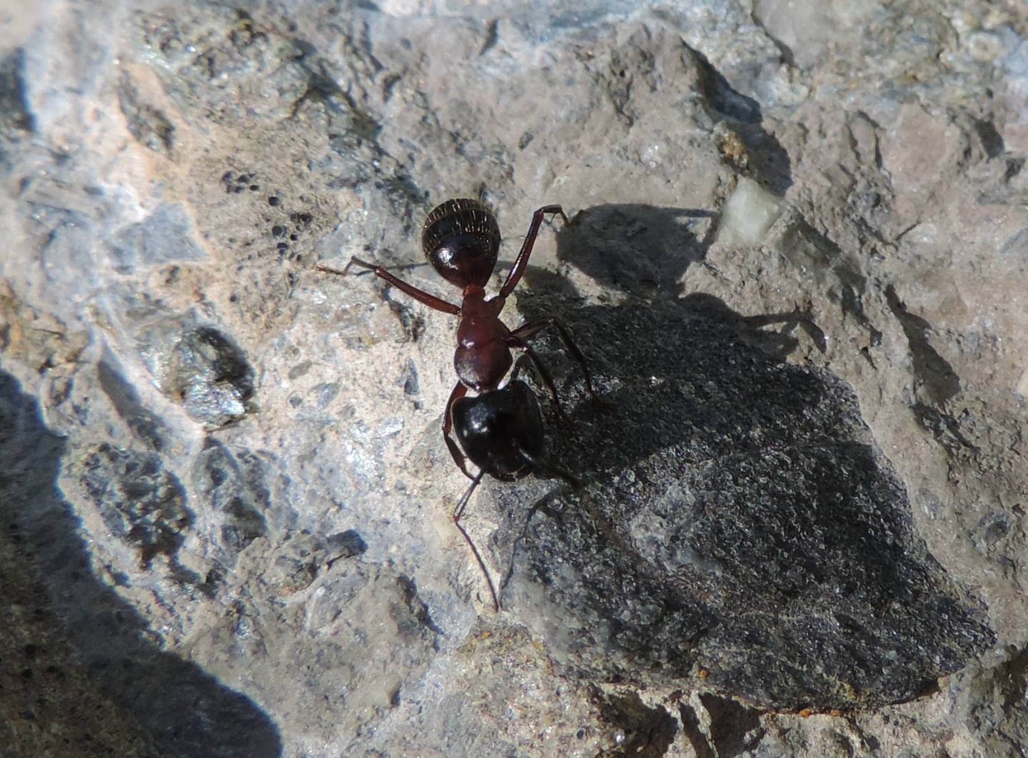 Camponotus sp.  (ligniperda o herculeanus)