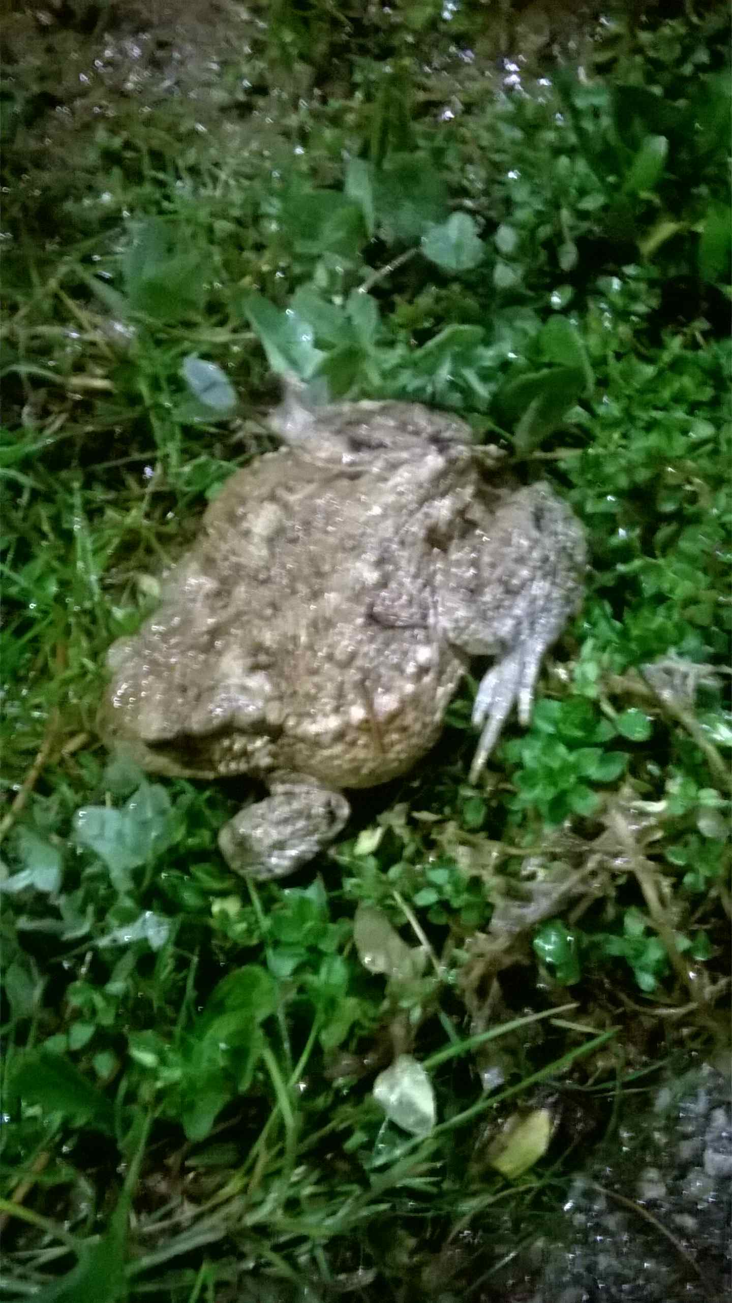 Richiesta info su rospi (Bufo bufo a Torino citt)