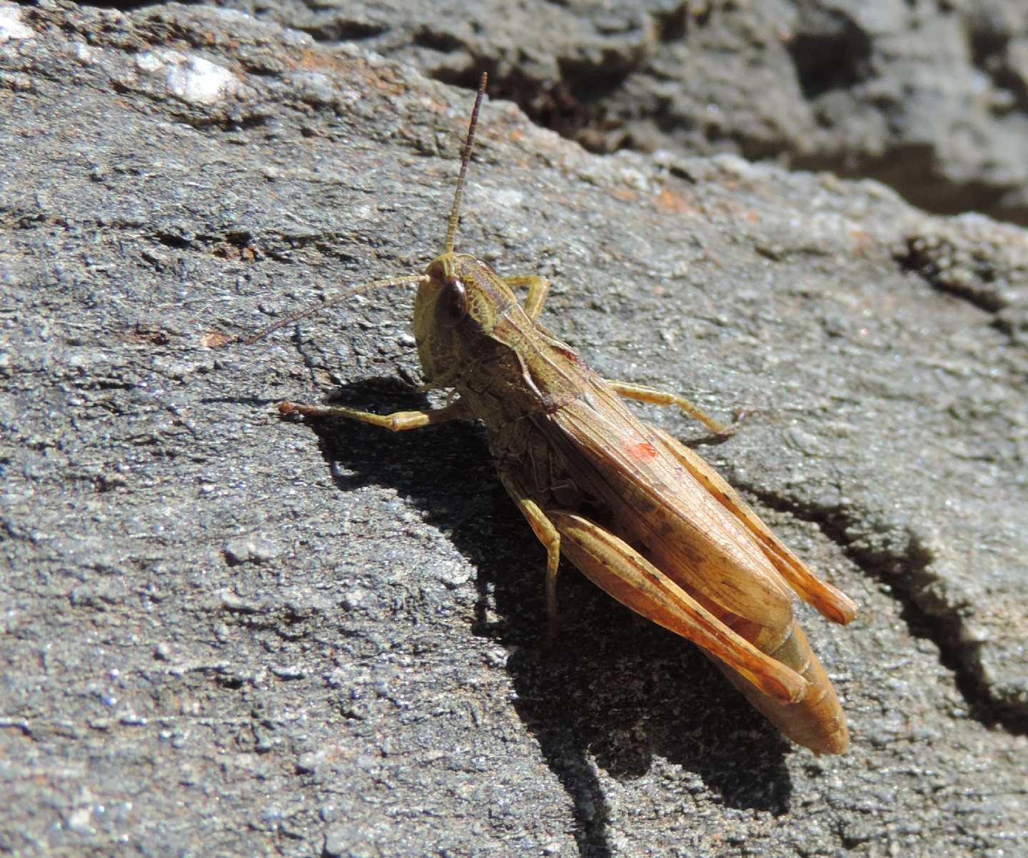 Chorthippus (Glyptobothrus) apricarius e Stauroderus scalaris scalaris