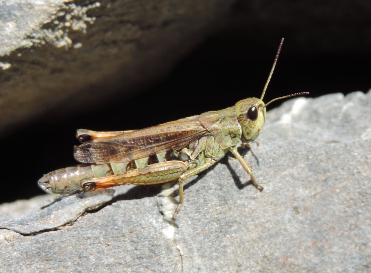 Chorthippus (Glyptobothrus) apricarius e Stauroderus scalaris scalaris