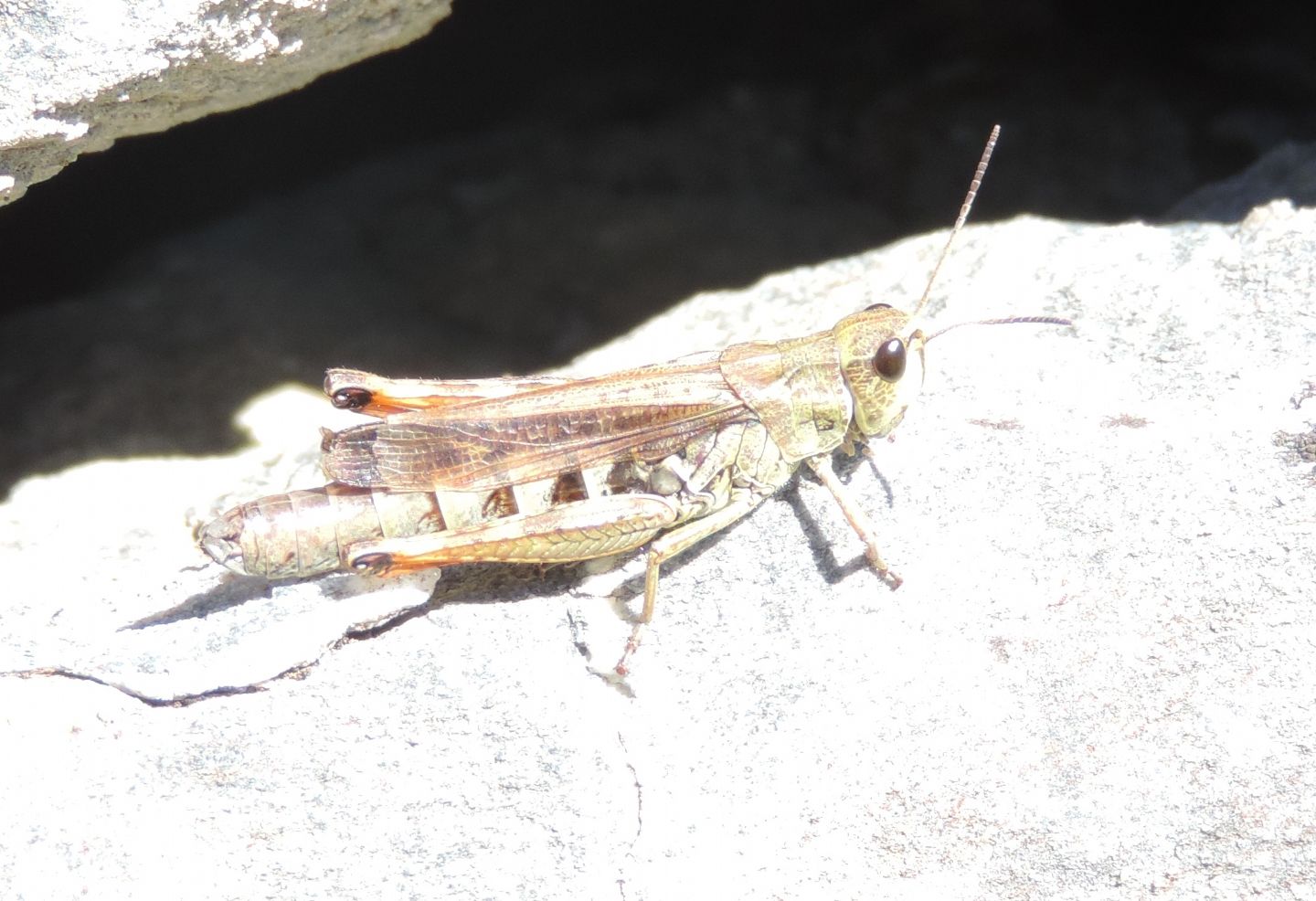 Chorthippus (Glyptobothrus) apricarius e Stauroderus scalaris scalaris