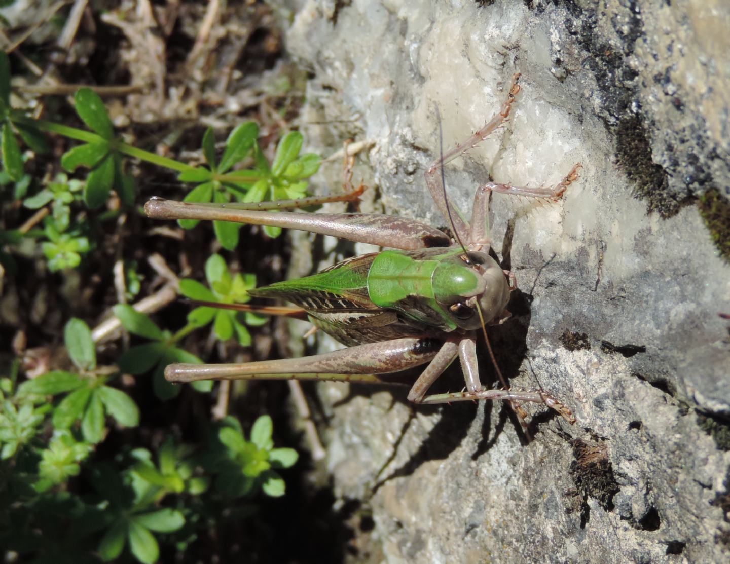 Decticus verrucivorus