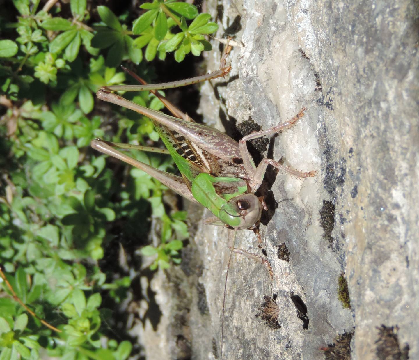 Decticus verrucivorus