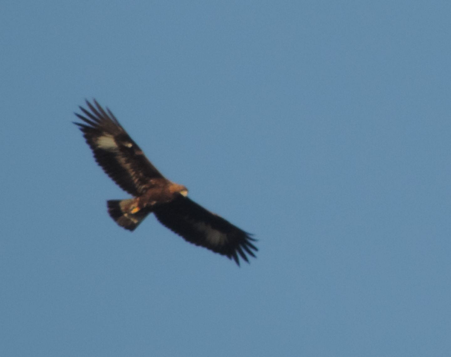 Aquila del Bonelli, biancone o altro ??? Poiana comune