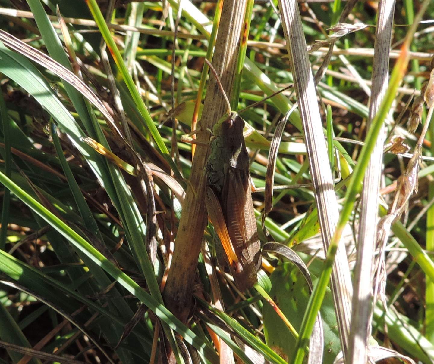 Stauroderus scalaris