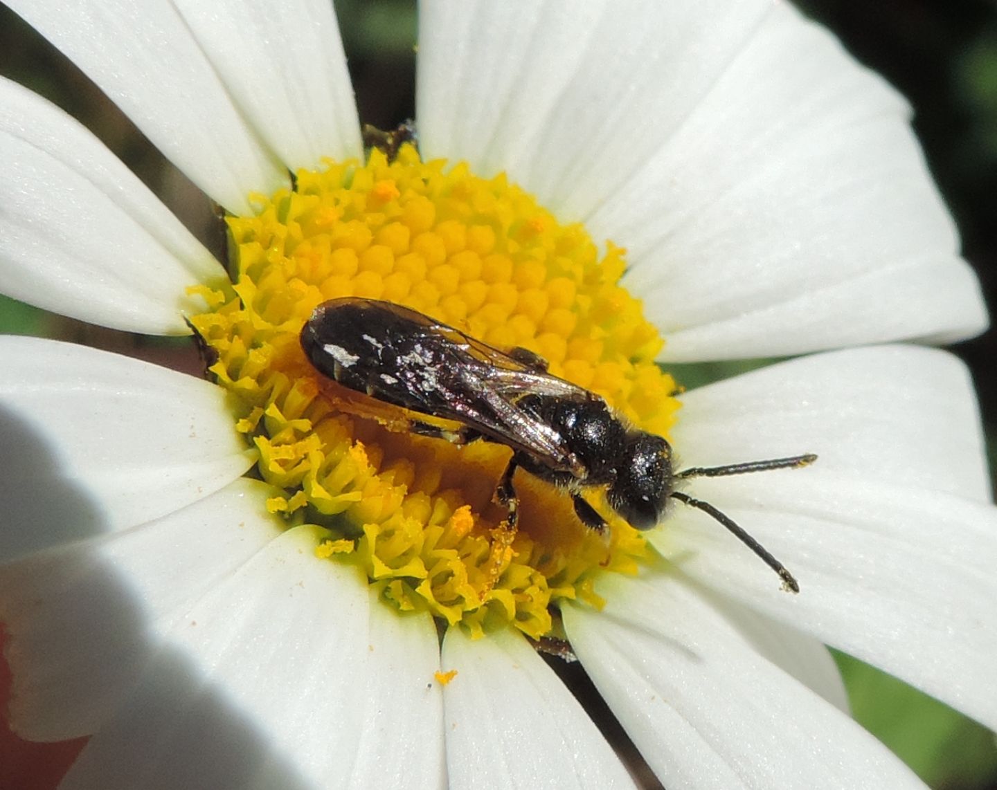 Lasioglossum sp., maschio  (Apidae Halictinae)
