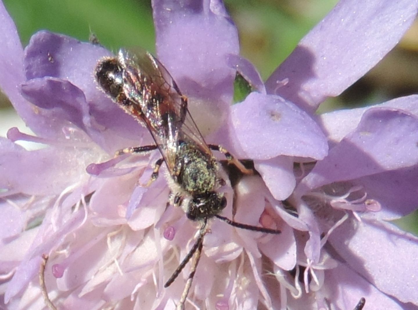 Lasioglossum sp., maschio  (Apidae Halictinae)