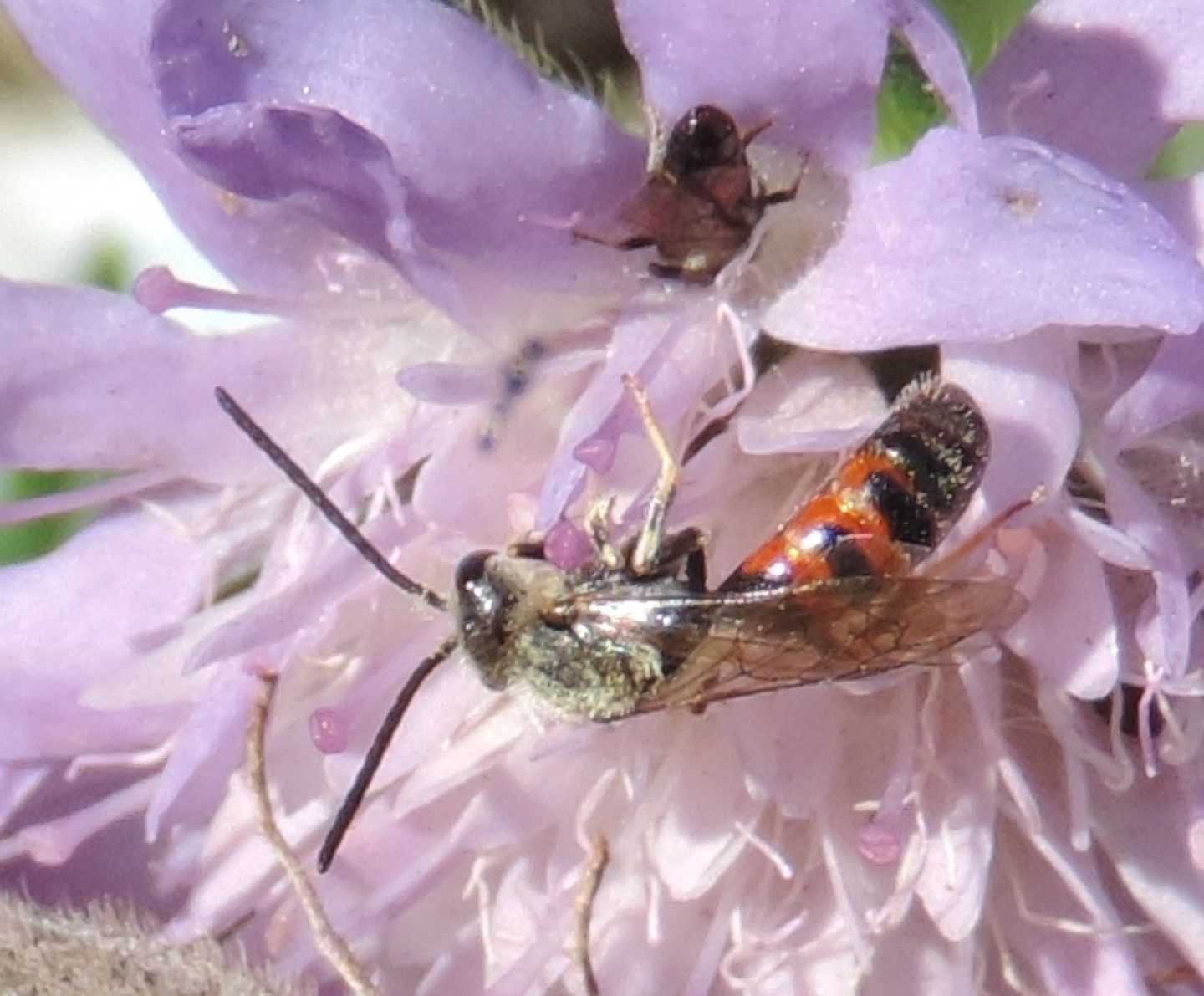 Lasioglossum sp., maschio  (Apidae Halictinae)