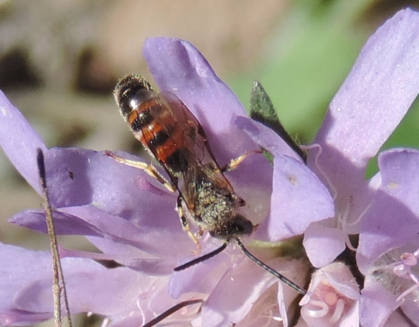 Lasioglossum sp., maschio  (Apidae Halictinae)