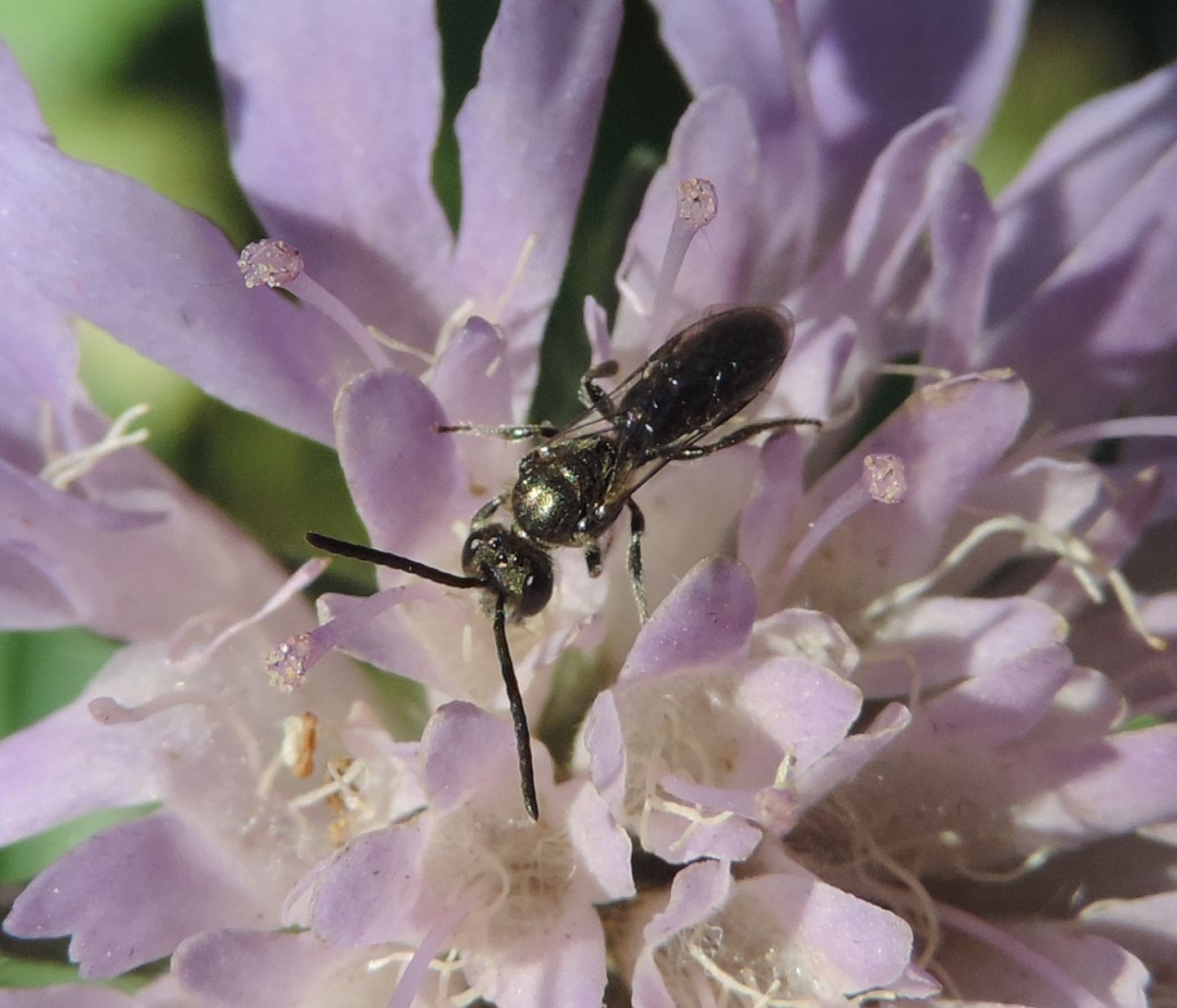 Apidae Halictinae