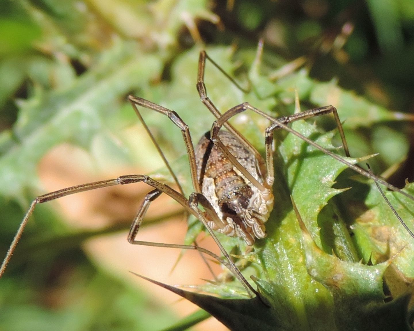 Opilione montano:  Mitopus cfr. morio (Phalangiidae)