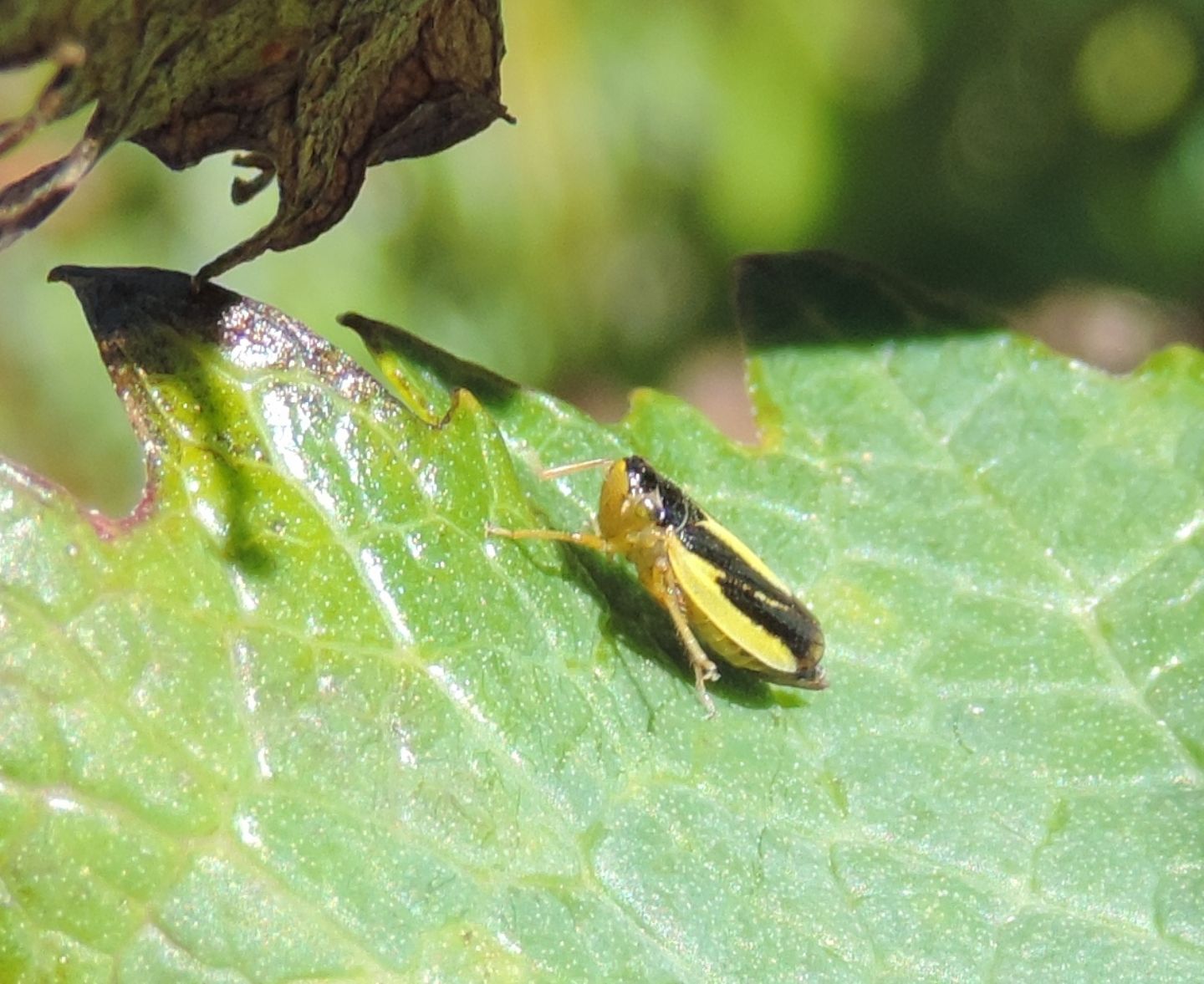 Evacanthus interruptus (Cicadomorpha - Cicadellidae)