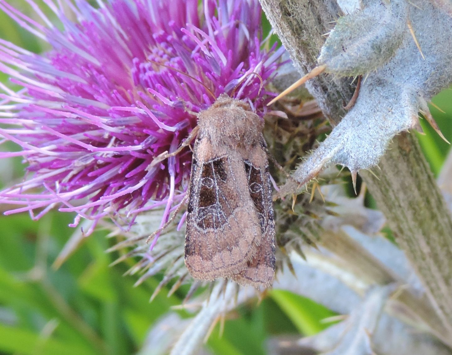 Falena da identificare - Chersotis cuprea