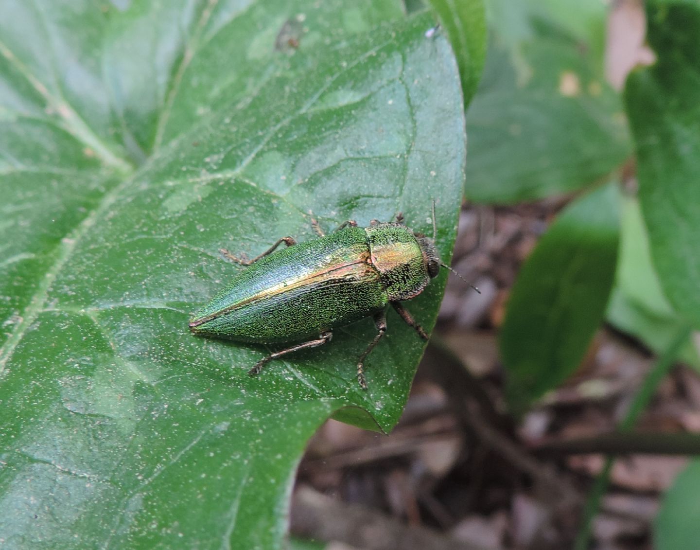 Buprestidae: Latipalpis plana?   S !