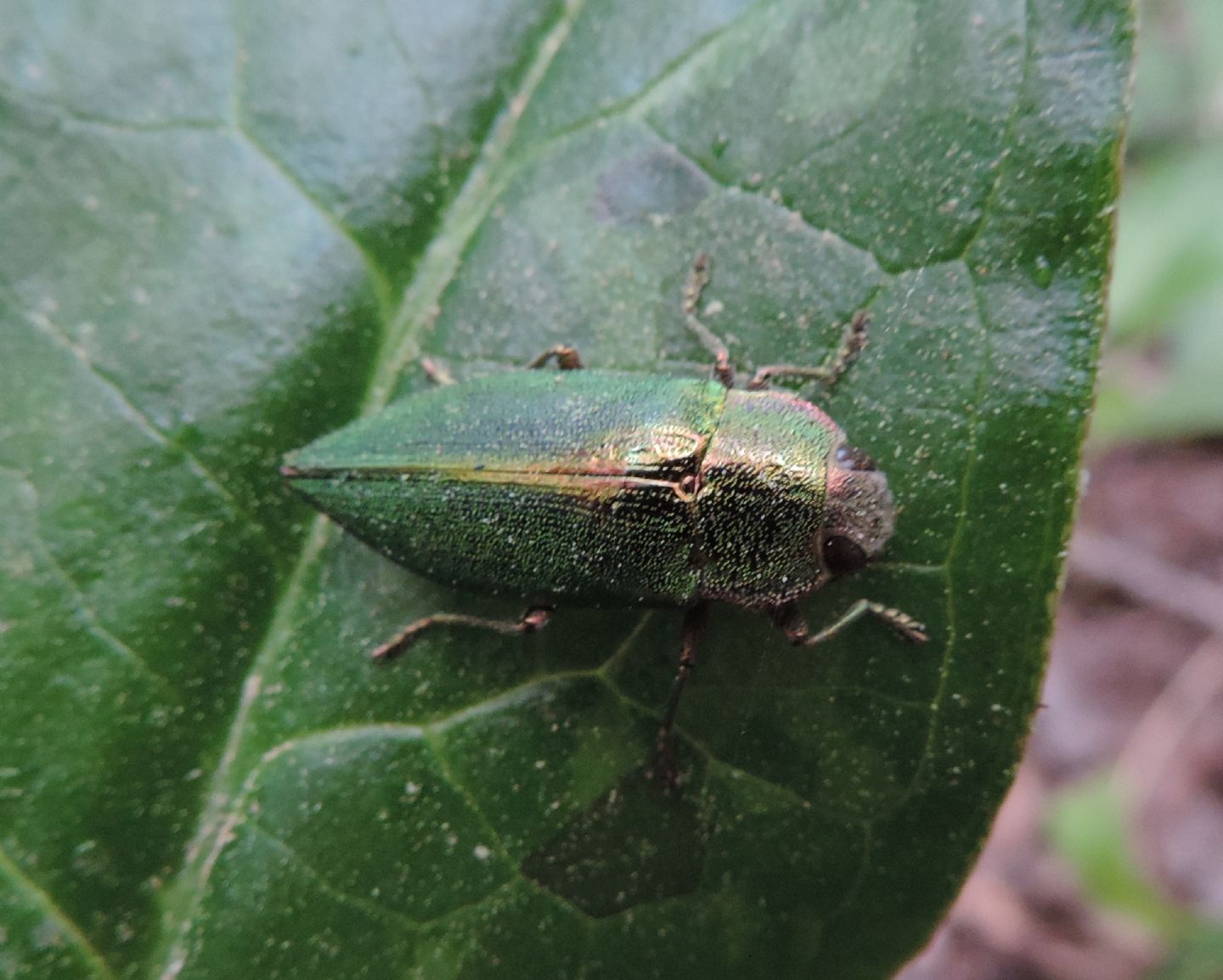 Buprestidae: Latipalpis plana?   S !