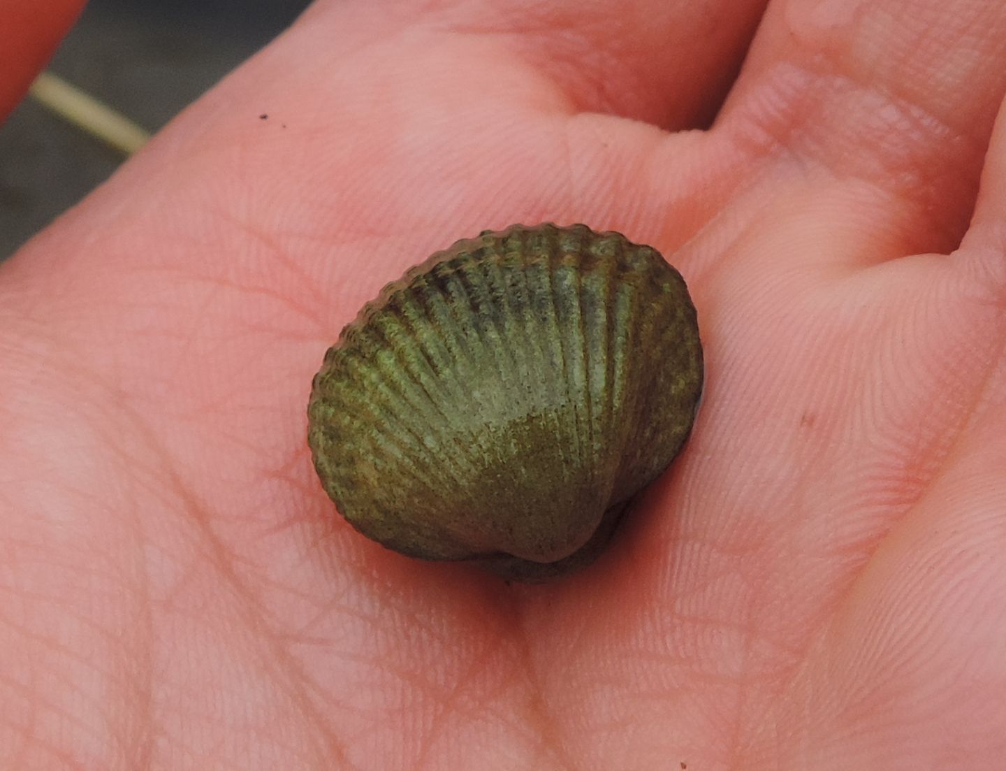 Cerastoderma glaucum? (con ospite?)