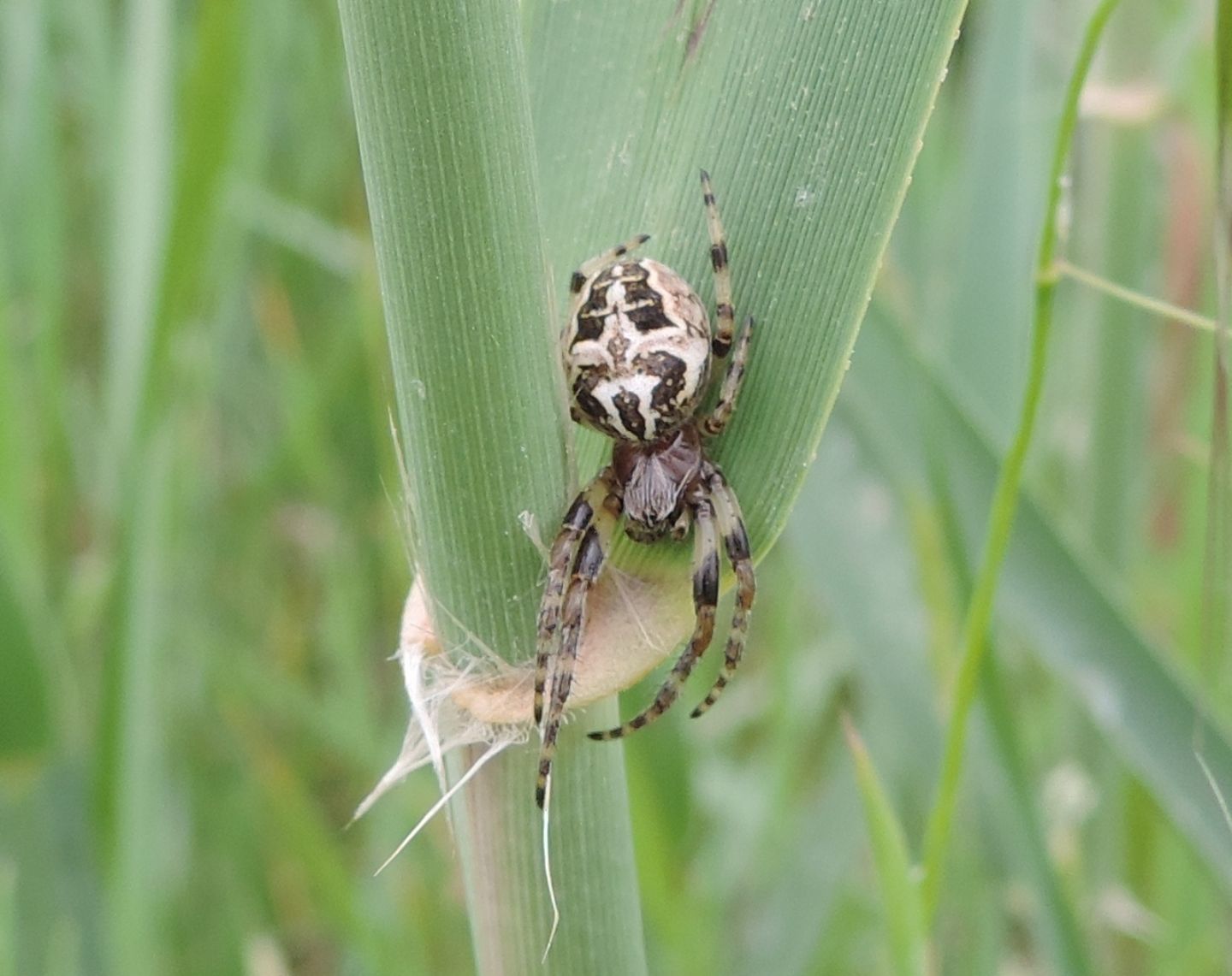 Araneidae:  Larinioides cornutus  - Castel Volturno (CE)