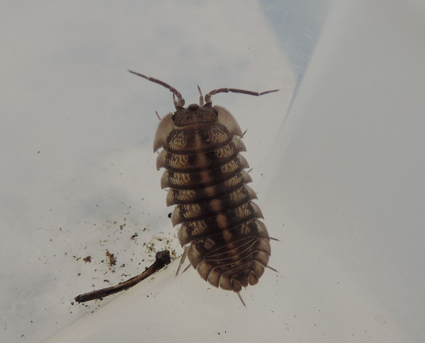 Armadillidium cfr.nasatum (Isopoda Armadillidiidae )