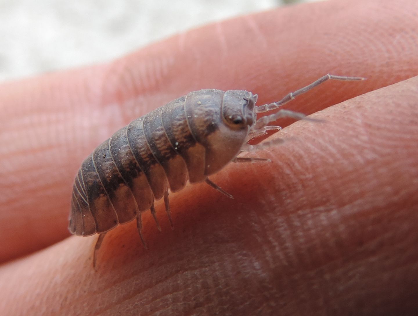 Armadillidium cfr.nasatum (Isopoda Armadillidiidae )