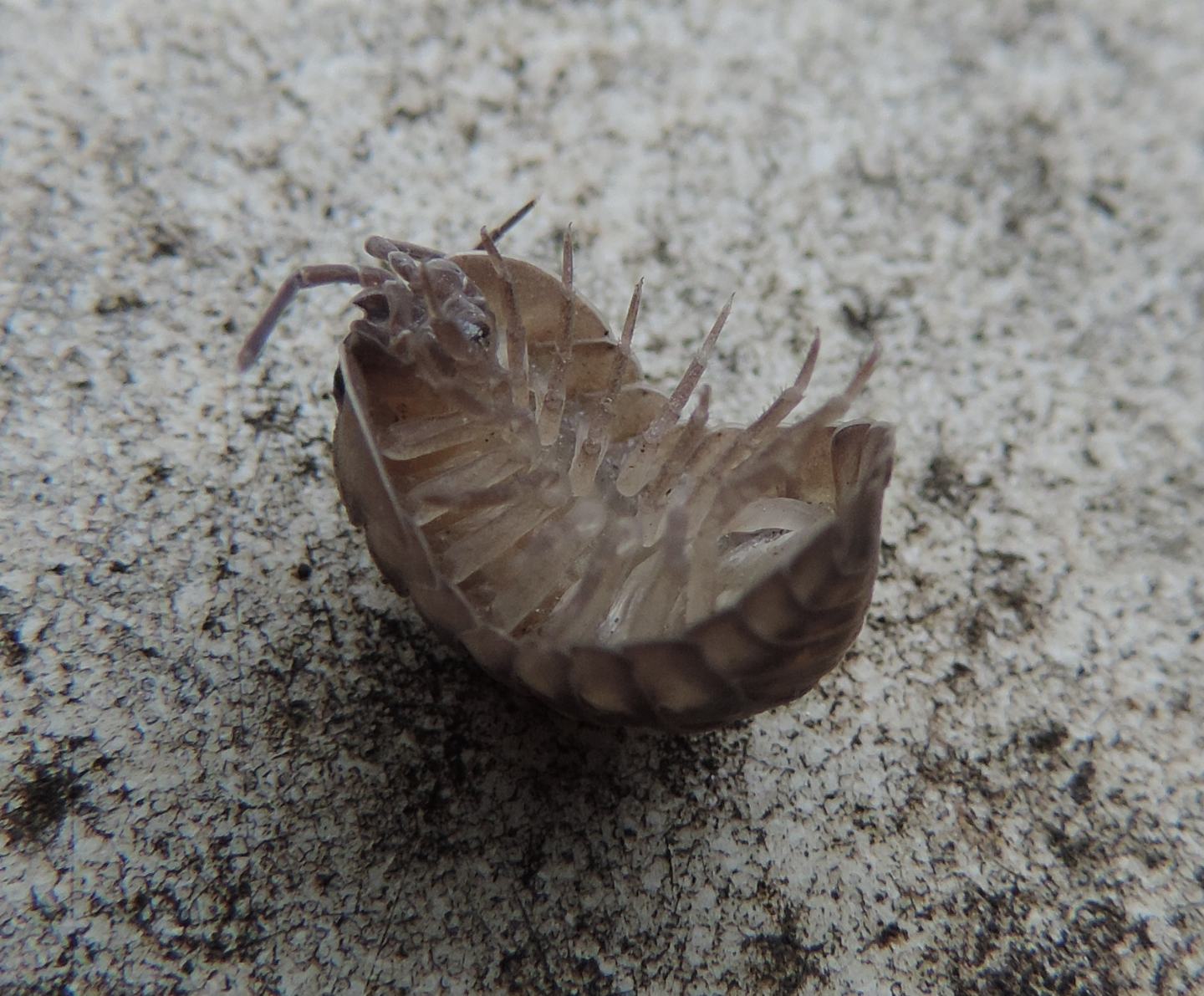 Armadillidium cfr.nasatum (Isopoda Armadillidiidae )