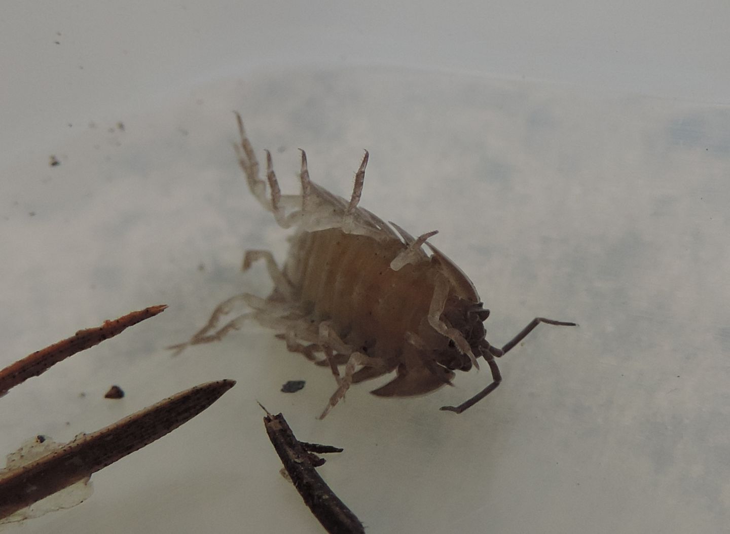 Armadillidium cfr.nasatum (Isopoda Armadillidiidae )