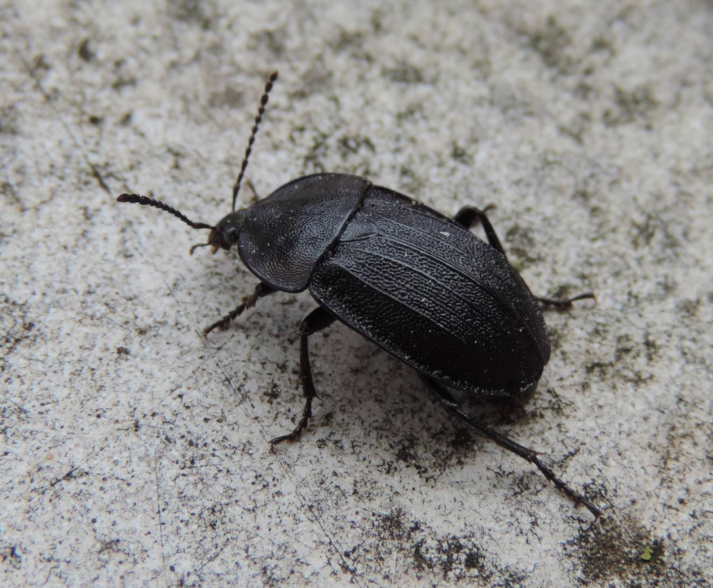 Phosphuga atrata (Silphidae)