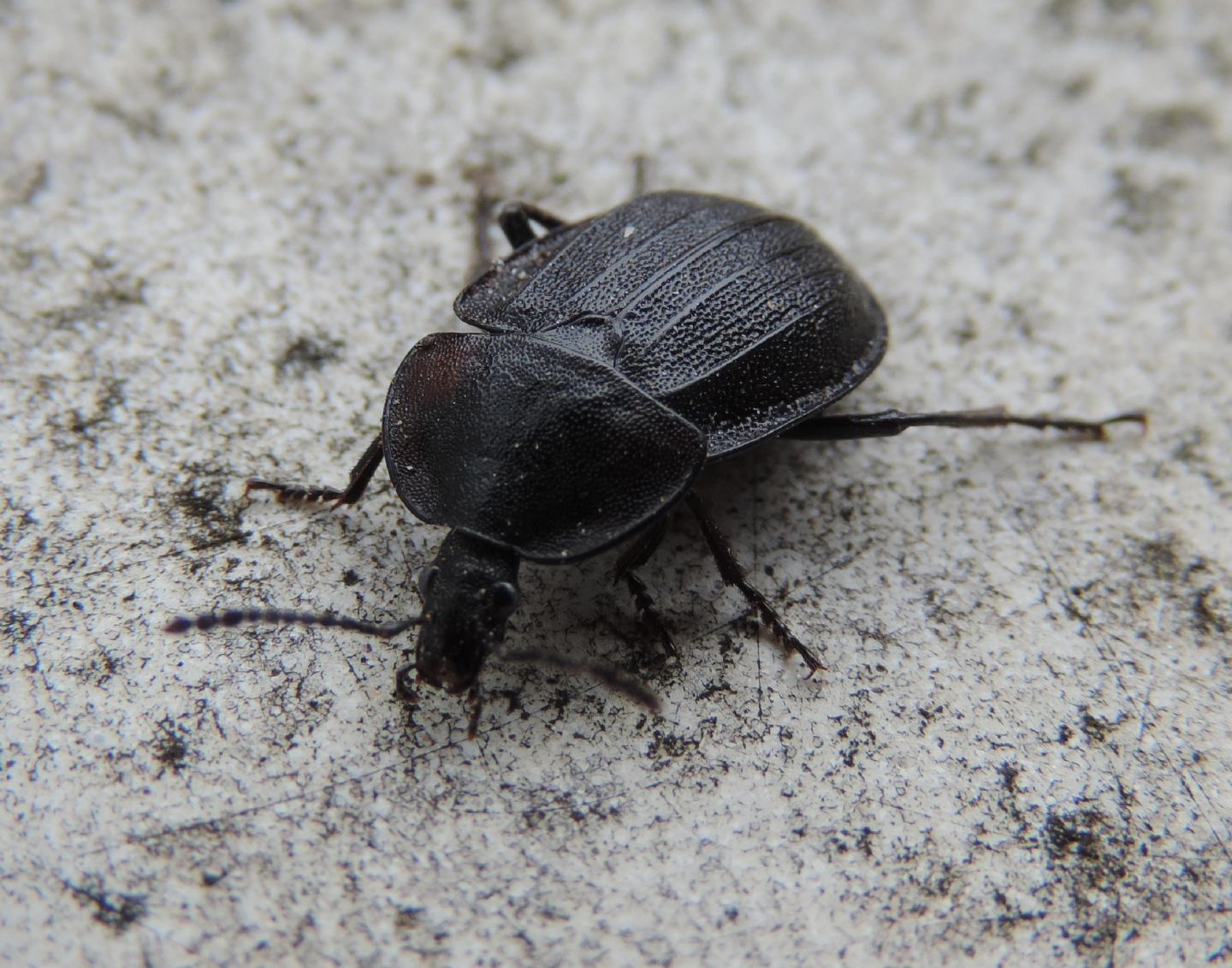 Phosphuga atrata (Silphidae)