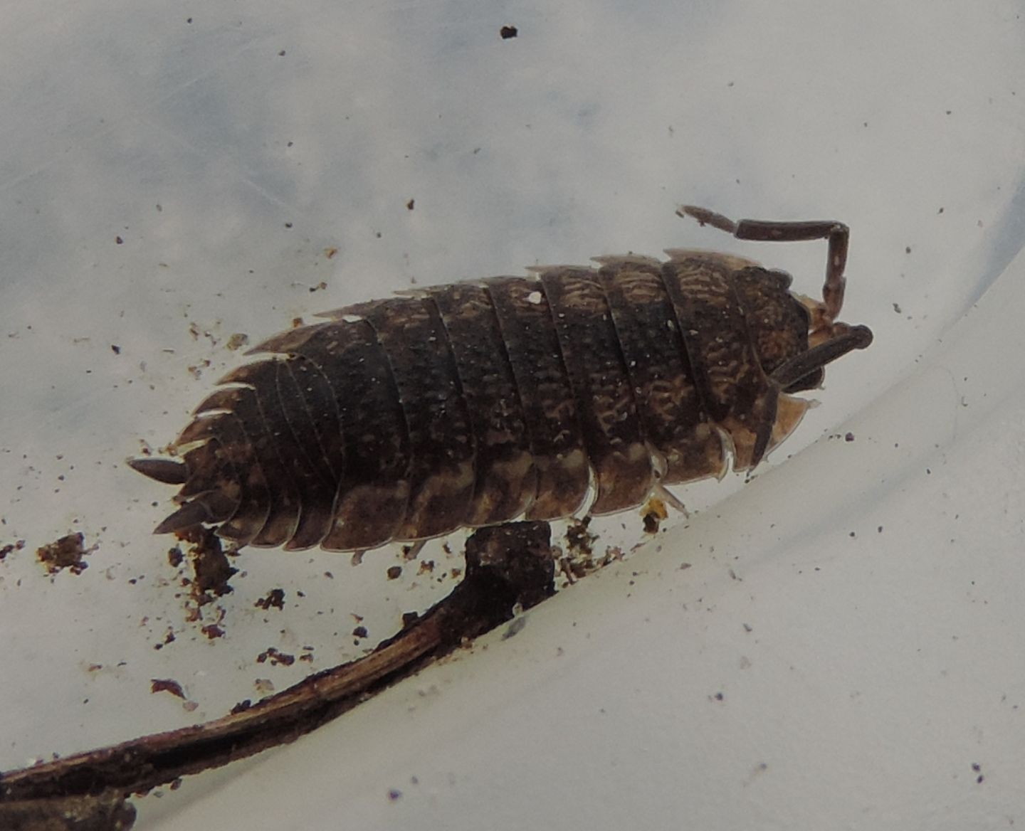 Isopoda da identificare