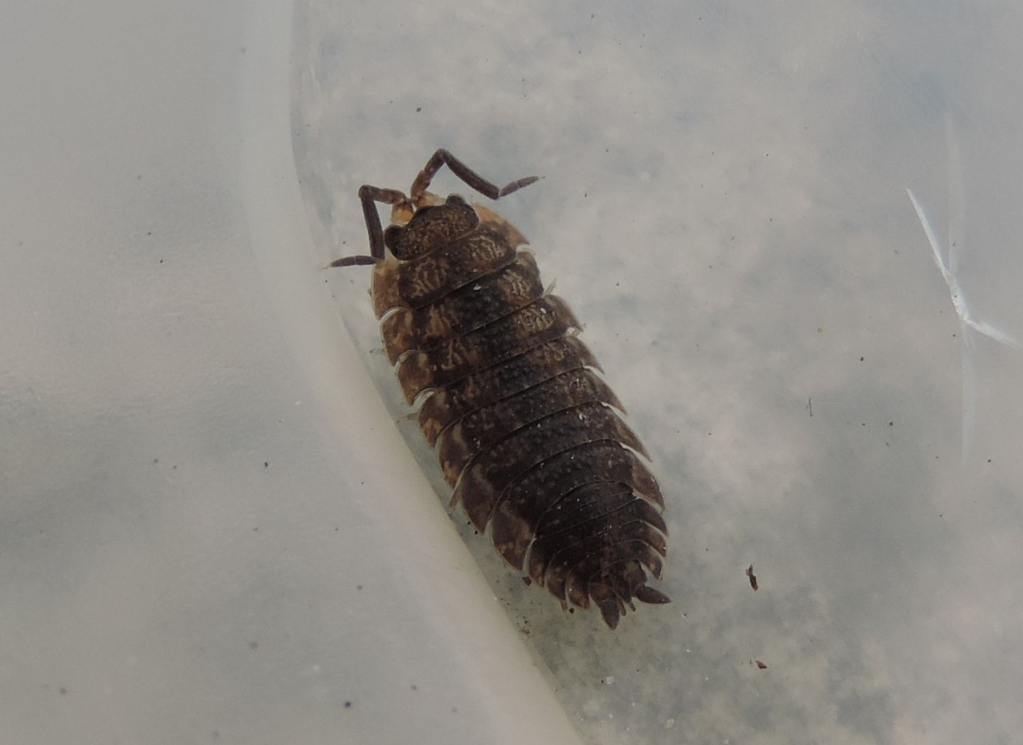 Isopoda da identificare