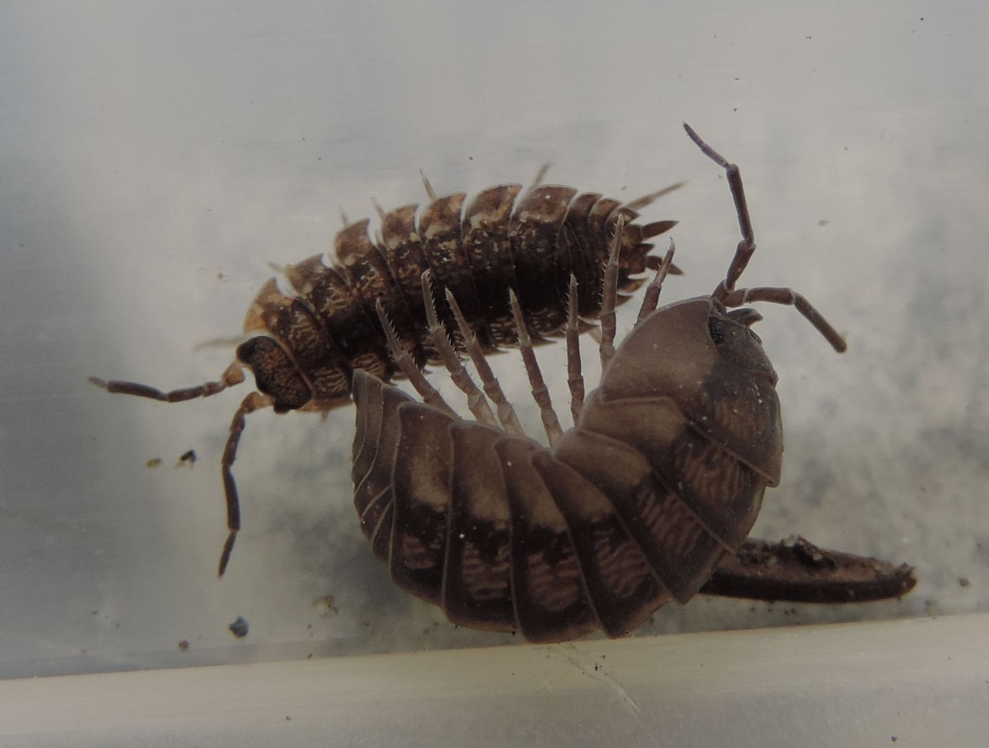 Isopoda da identificare
