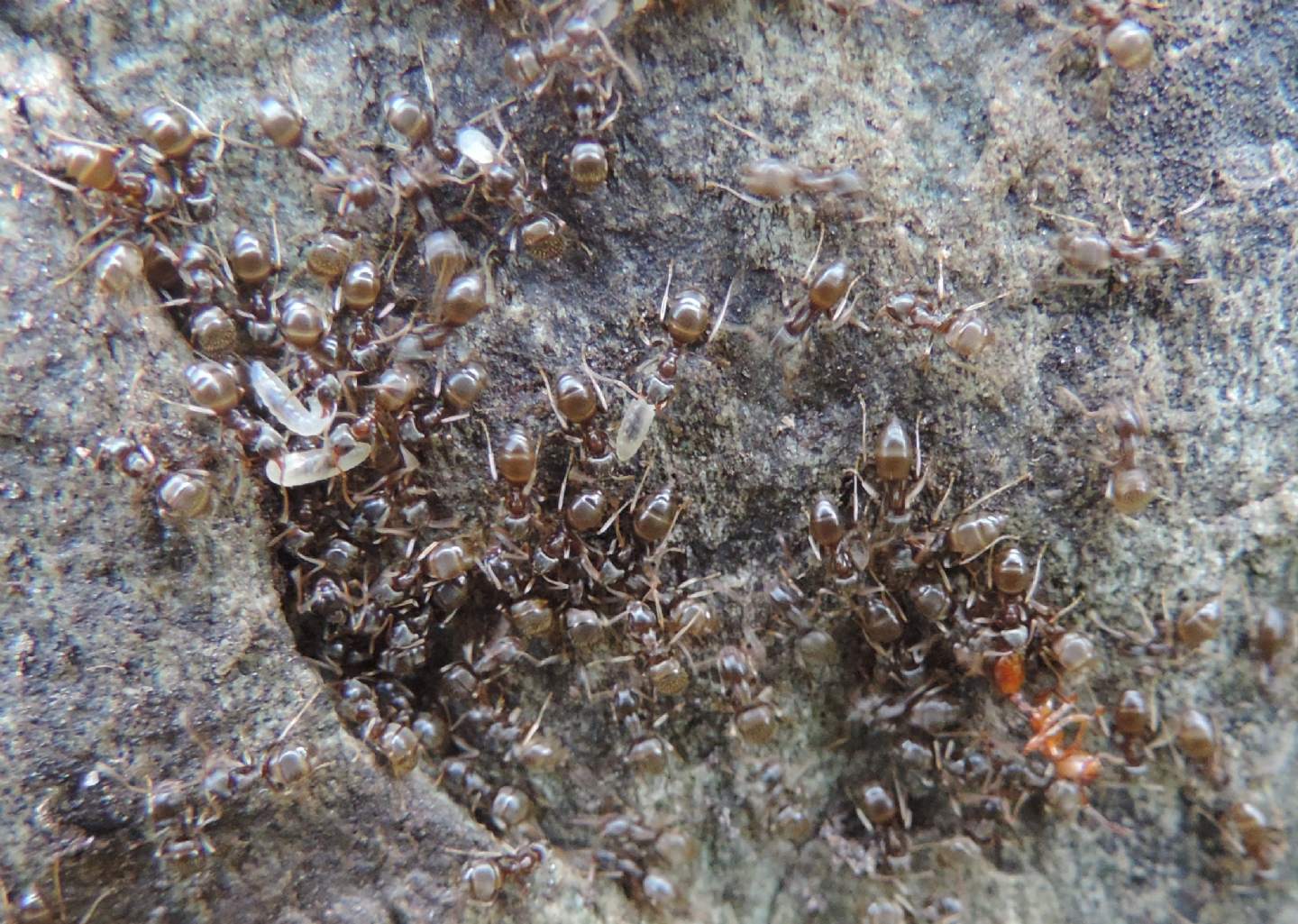 Formicidae: Lasius (Lasius) sp.