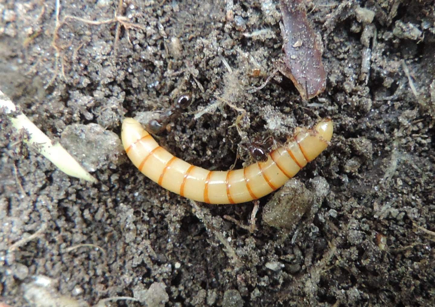 Larva di Tenebrionidae