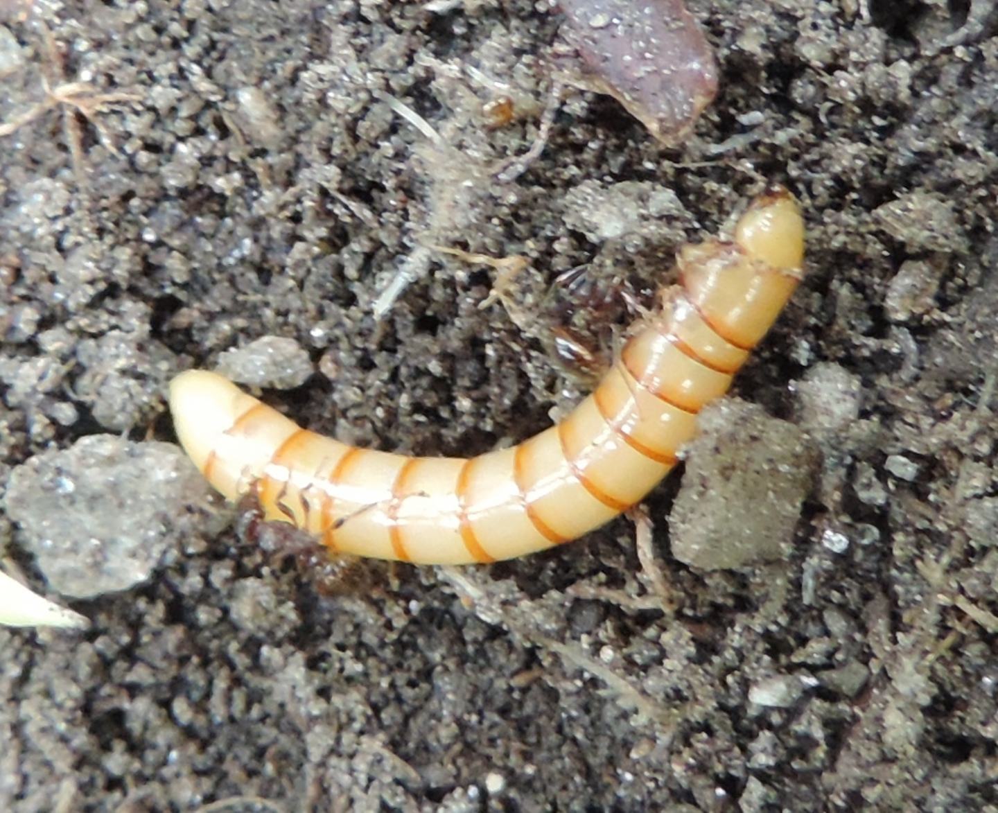 Larva di Tenebrionidae