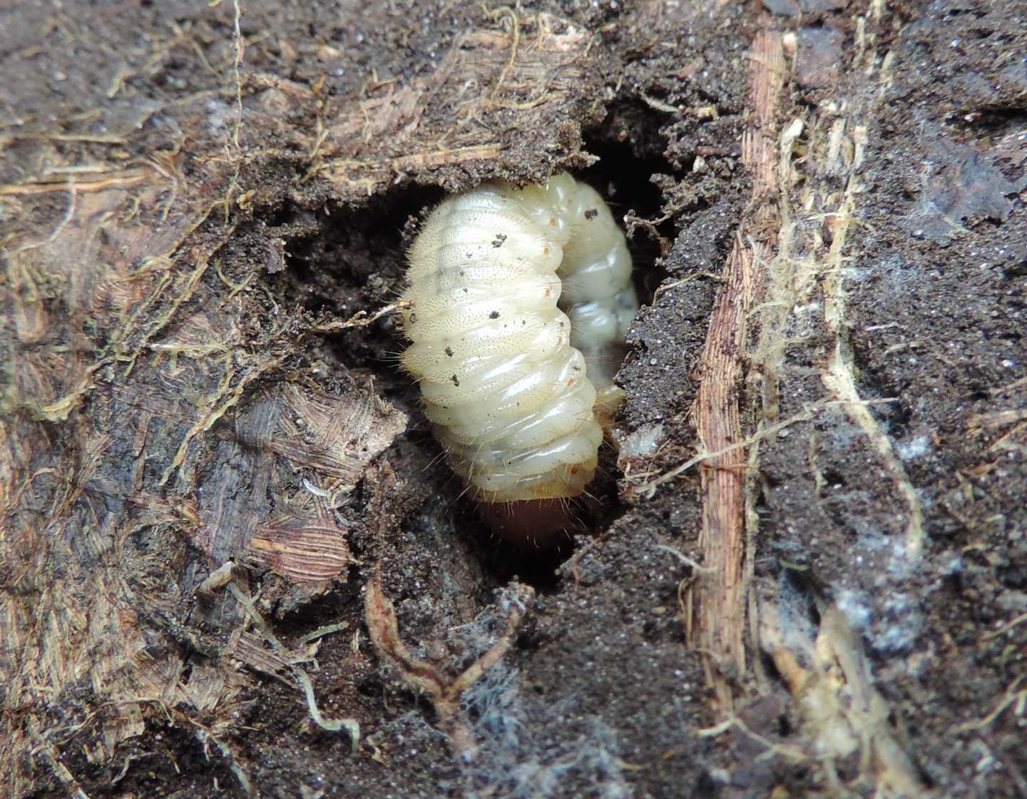 Larve di Dynastidae opp. di Melolonthidae