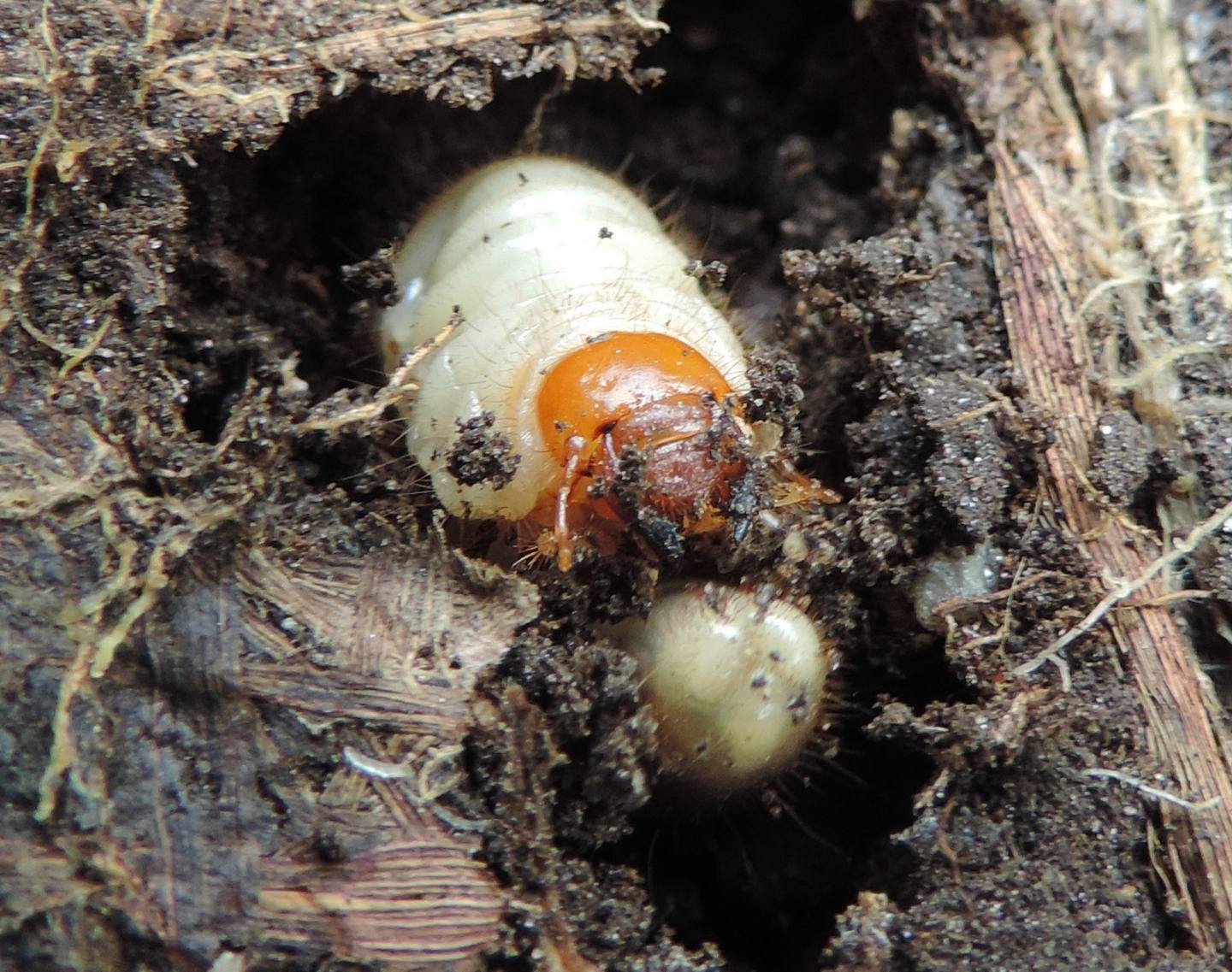 Larve di Dynastidae opp. di Melolonthidae