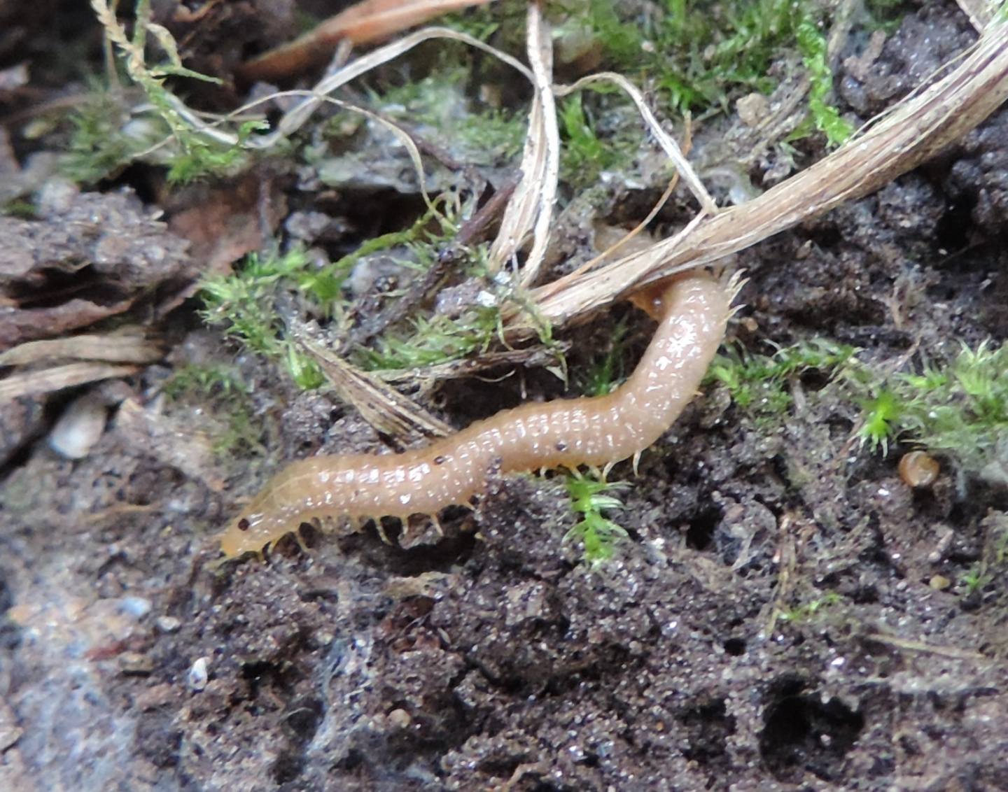 Miriapoda Geophilomorpha: cfr. Henia vesuviana ( Dignathodontidae)