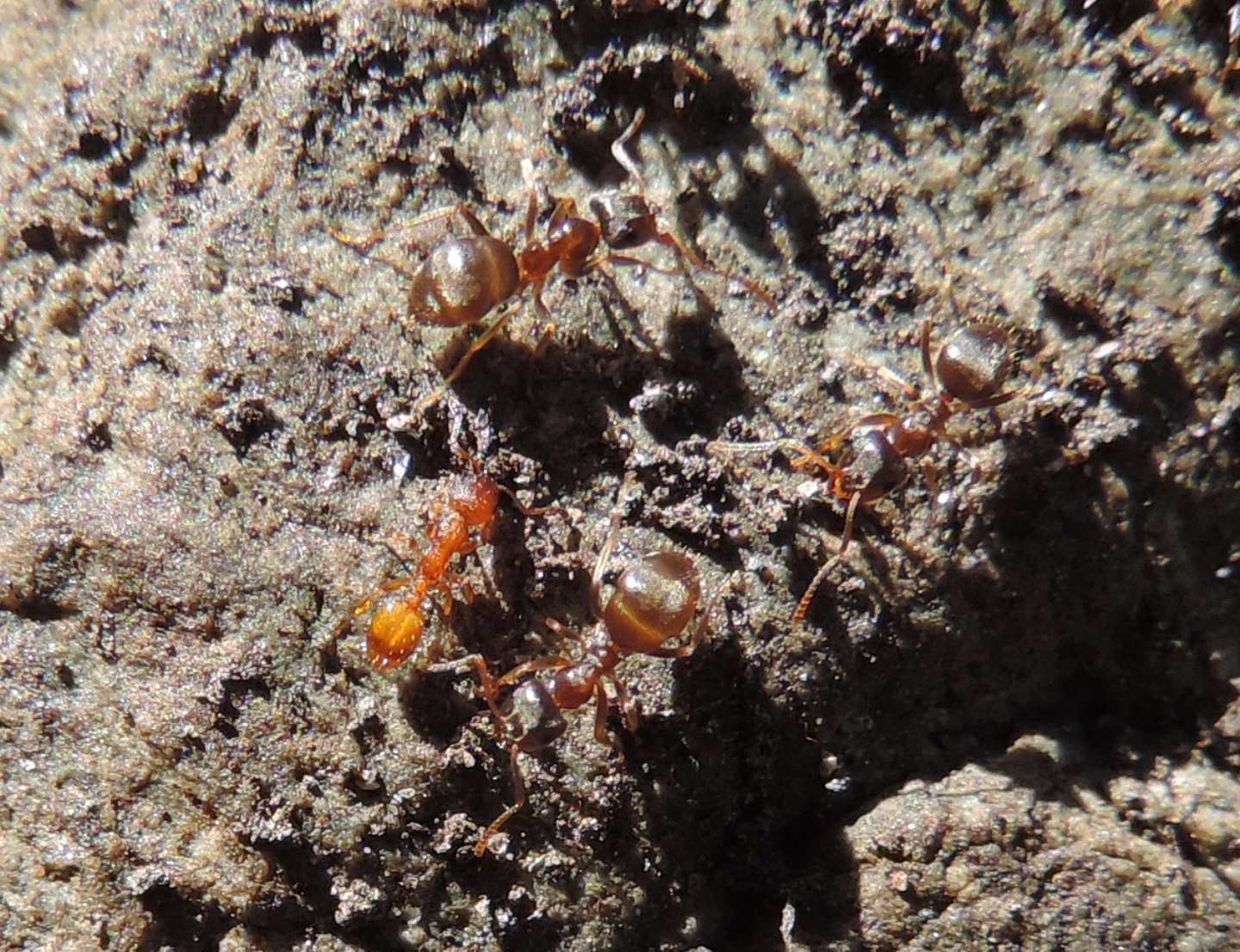 Temnothorax fra i Lasius?  S !