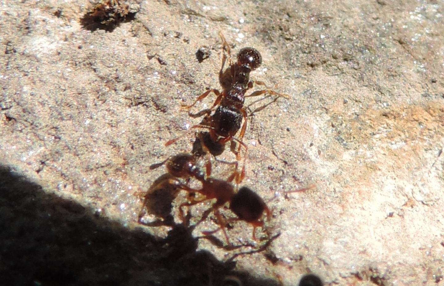 Pheidole sp.?   No.,  Tetramorium sp.