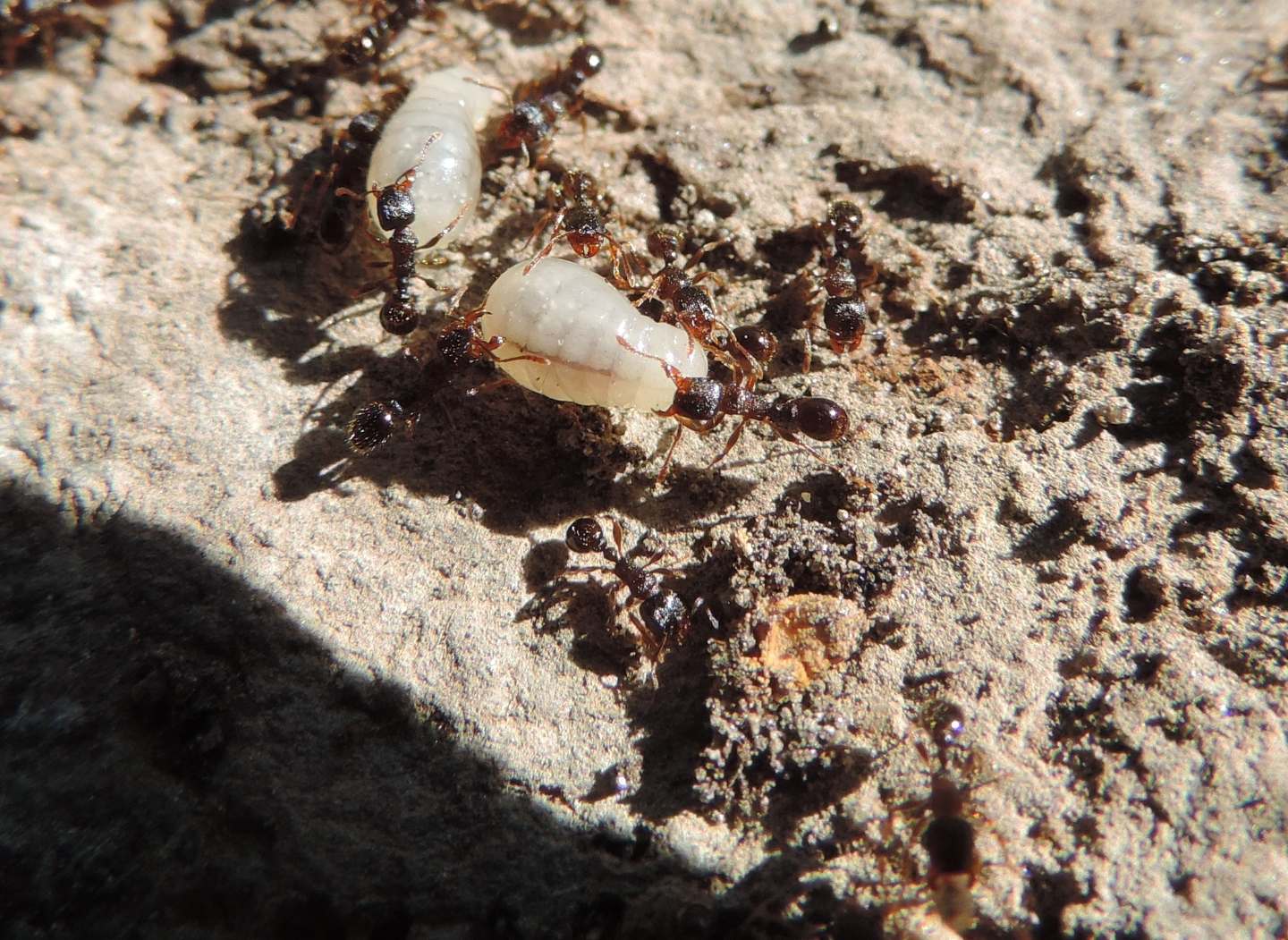 Pheidole sp.?   No.,  Tetramorium sp.