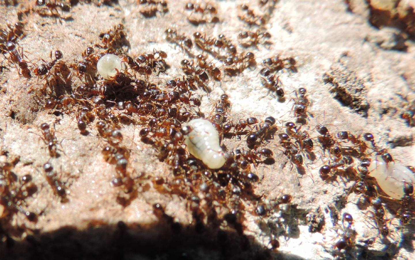 Pheidole sp.?   No.,  Tetramorium sp.