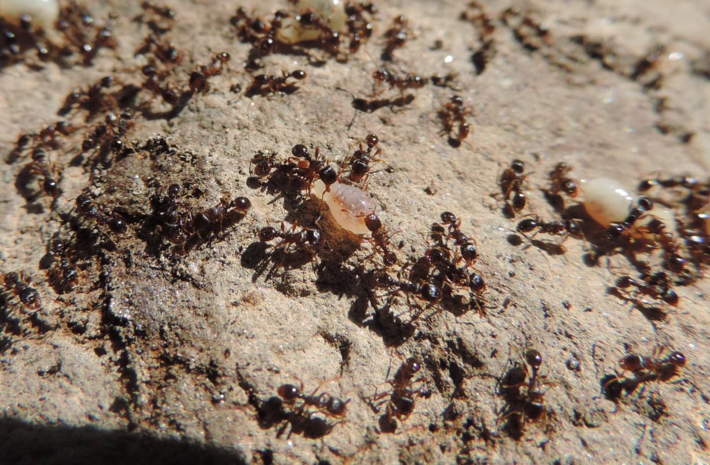 Pheidole sp.?   No.,  Tetramorium sp.
