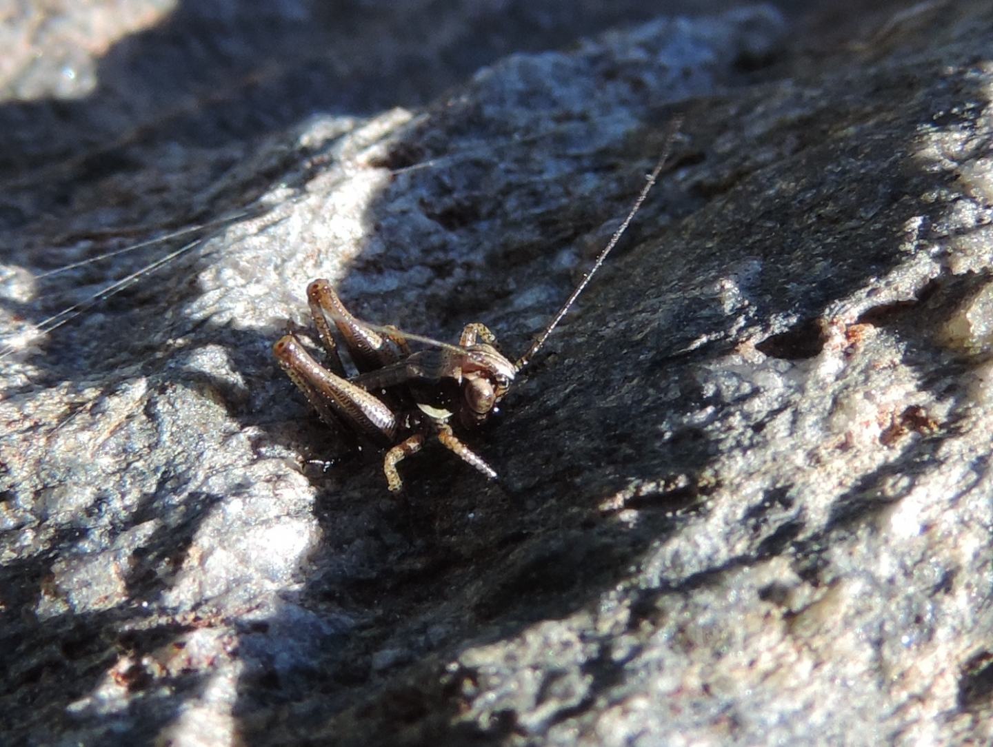 Neanide di Tettigoniidae?  Sì : cfr. Anonconotus sp.