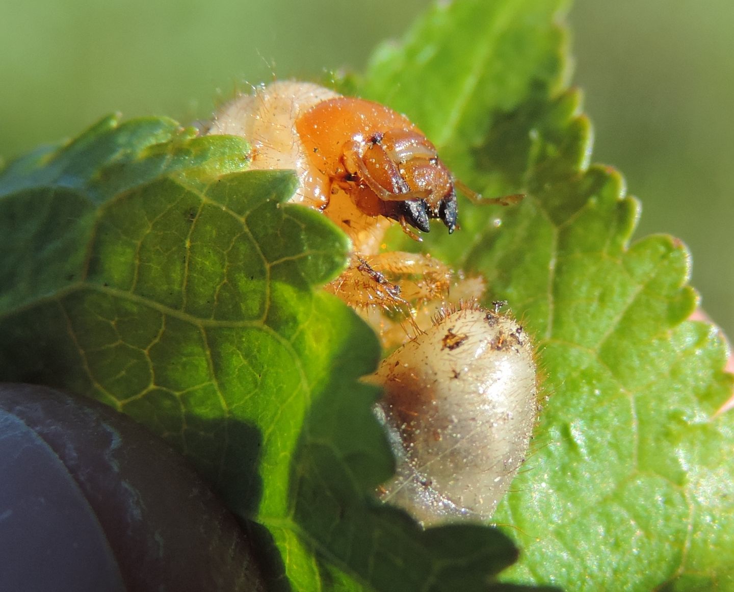 Larve di Dynastidae opp. di Melolonthidae