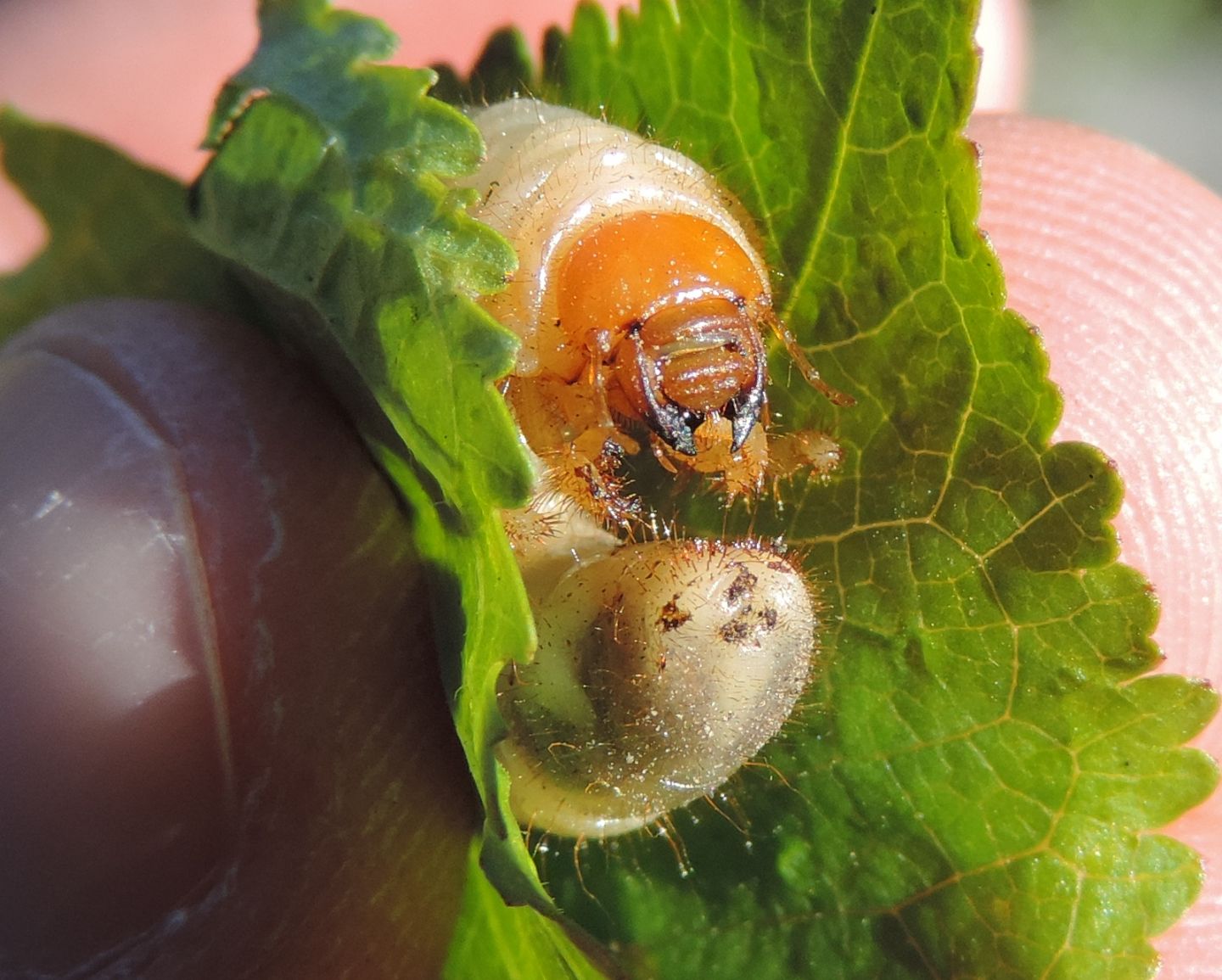 Larve di Dynastidae opp. di Melolonthidae