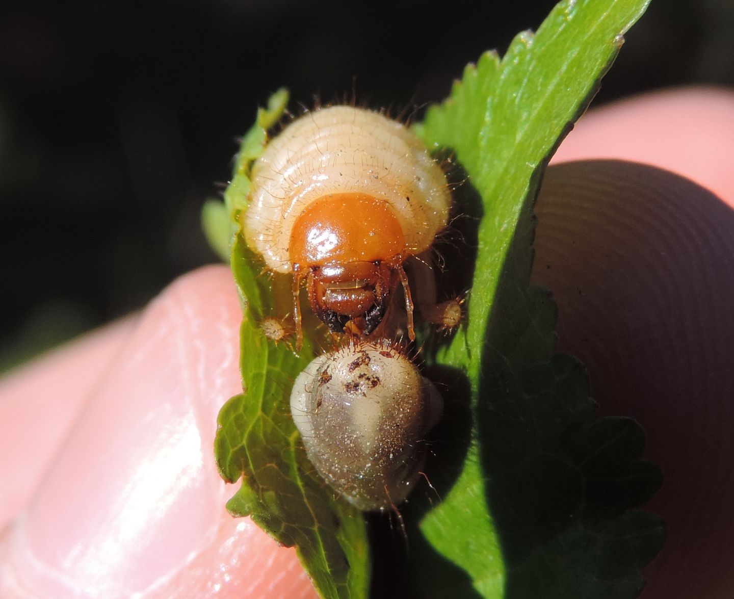 Larve di Dynastidae opp. di Melolonthidae