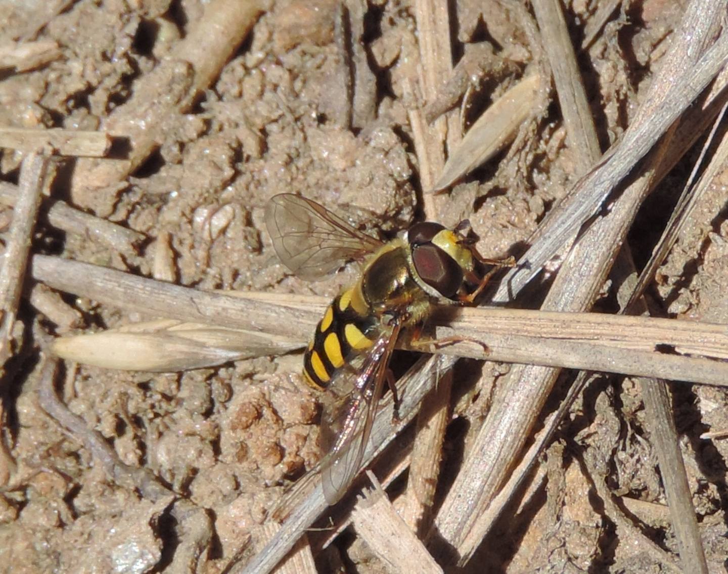 Eupeodes? Si. Maschio di Eupeodes cf. luniger