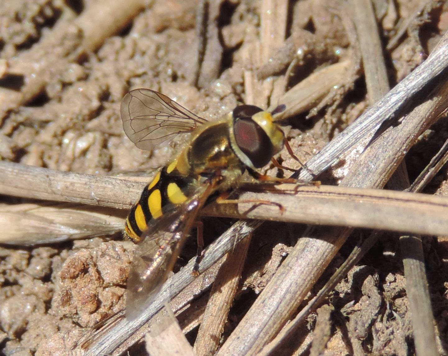 Eupeodes? Si. Maschio di Eupeodes cf. luniger