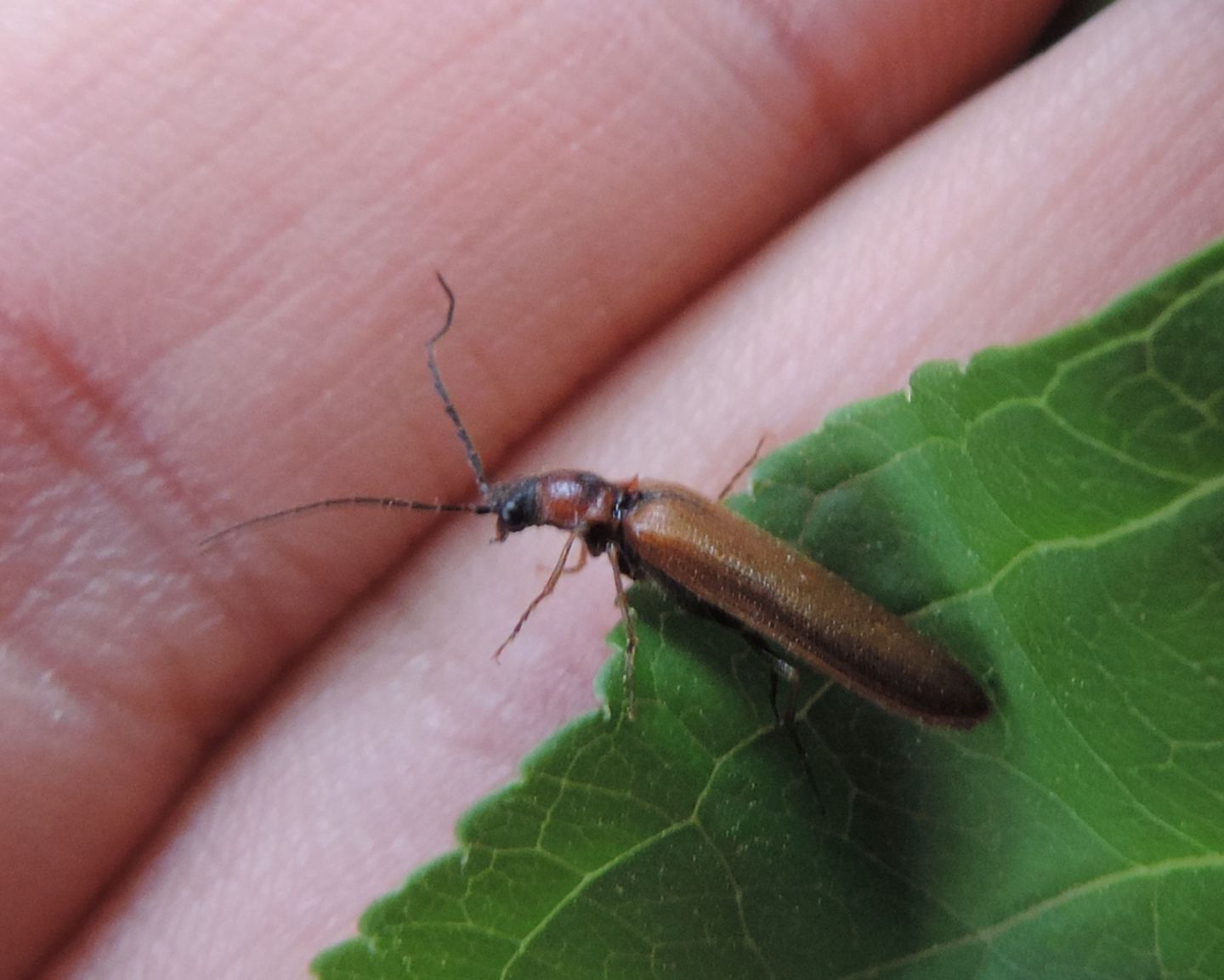 Elateridae, Denticollis linearis? S